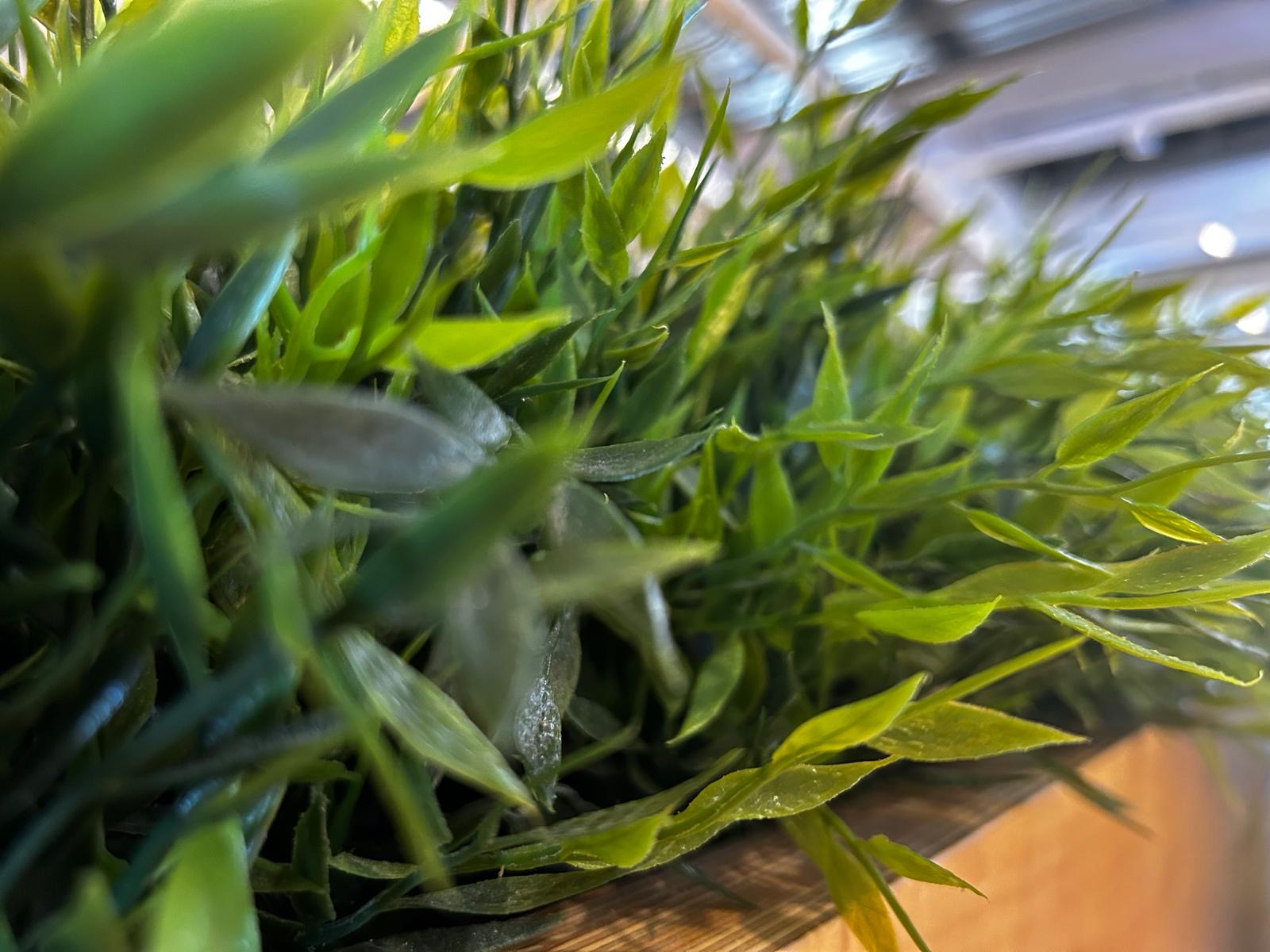 Green Plants